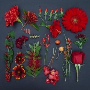 emily blincoe